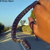 california kingsnake