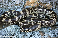 California Kingsnake