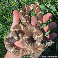 california kingsnake