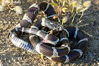 california kingsnake