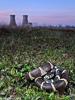 california kingsnake