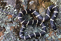 california kingsnake