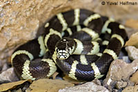 california kingsnake