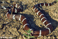 california kingsnake