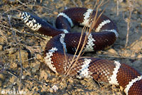 california kingsnake