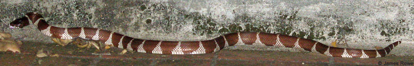 california kingsnake