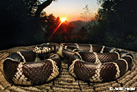 california kingsnake