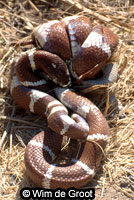 california kingsnake