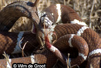 california kingsnake