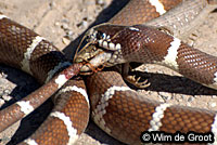 california kingsnake