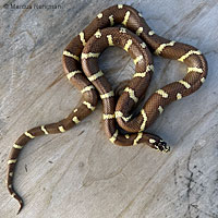 california kingsnake