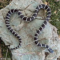 california kingsnake