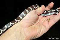 california kingsnake