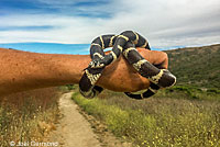 california kingsnake