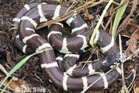 california kingsnake