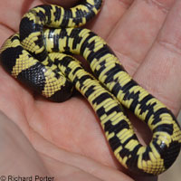 California Kingsnake