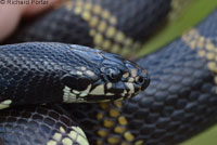 California Kingsnake