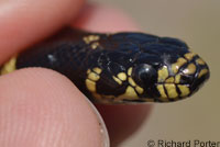 California Kingsnake