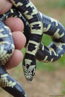 California Kingsnake