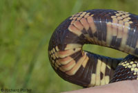 California Kingsnake