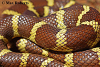 california kingsnake