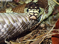 california kingsnake