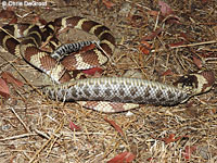 california kingsnake