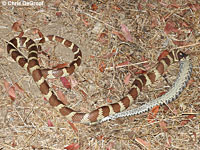 california kingsnake