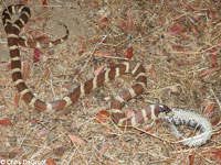 california kingsnake