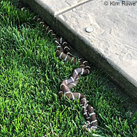 california kingsnake