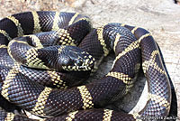 California Kingsnake