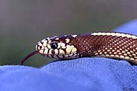 California Kingsnake