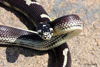 California Kingsnake