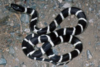 california kingsnake