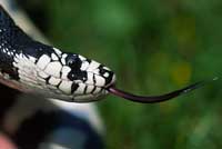 california kingsnake