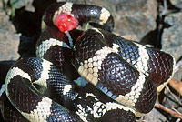 california kingsnake