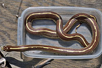 California Kingsnake