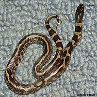 California Kingsnake