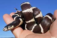 california kingsnake