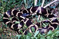 California Kingsnake