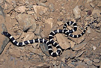 california kingsnake