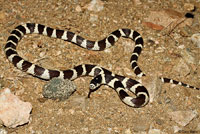 california kingsnake