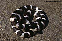 california kingsnake