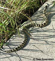 California Kingsnake