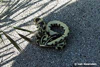 California Kingsnake