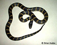 California Kingsnake