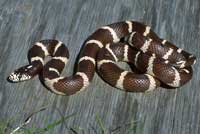 california kingsnake