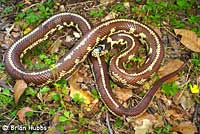 California Kingsnake