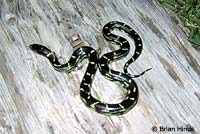 California Kingsnake