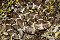 California Kingsnake